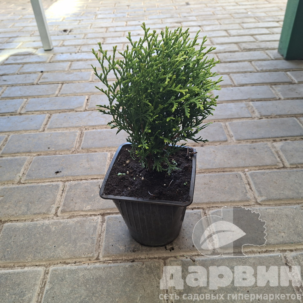 Туя западная Литл Джиант v2 Lav 