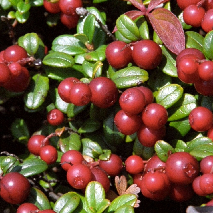 ОсновноеИзображение