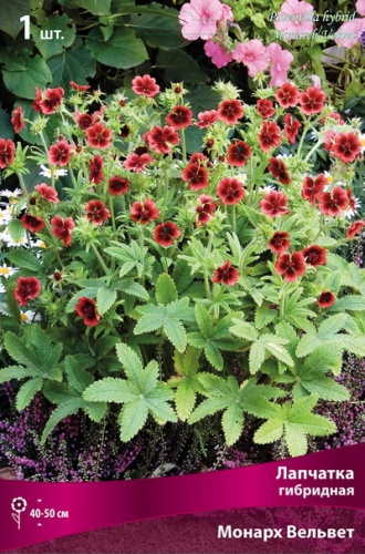 Кореневище Лапчатка гибридная Монарх Вельвет 1шт Поиск 