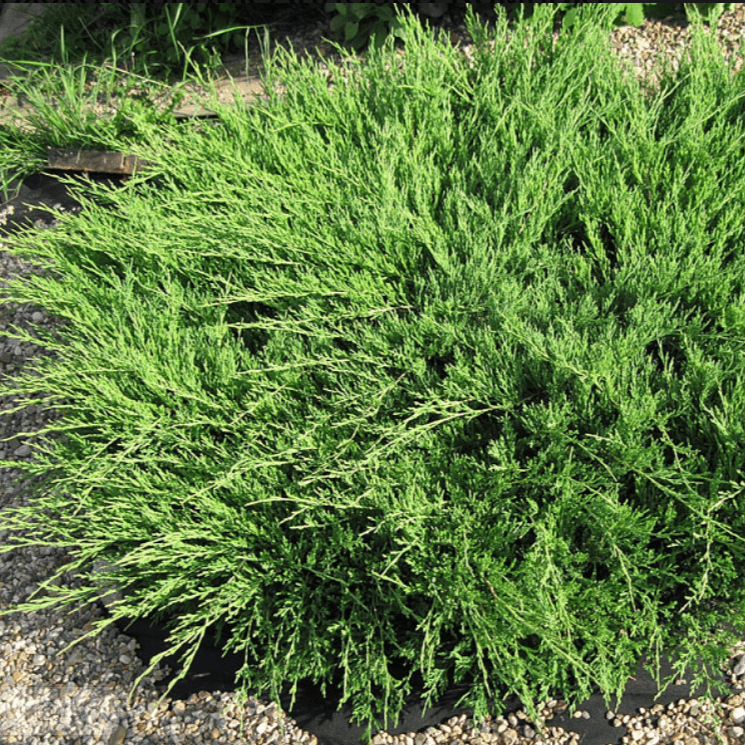 Можжевельник горизонтальный Андорра Компакта v2 Lav по цене  Можжевельник горизонтальный Андорра Компакта v2 Lav