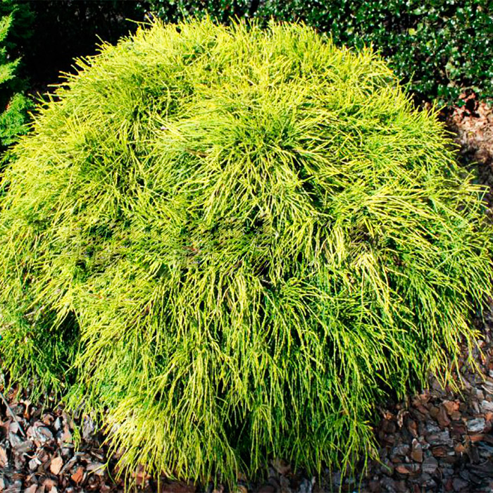 Растение кипарисовик горохоплодный Filifera P9 UL 