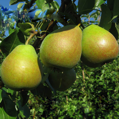 Груша Мраморная С7,5 100-140 ЦО 