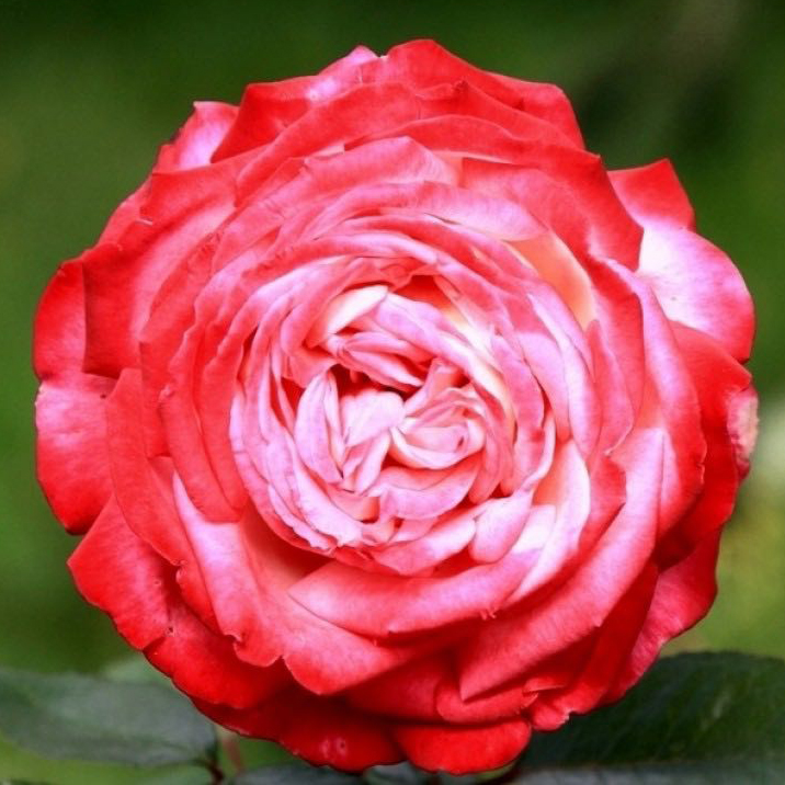 Роза чайно-гибридная Диссе v3 Lav 