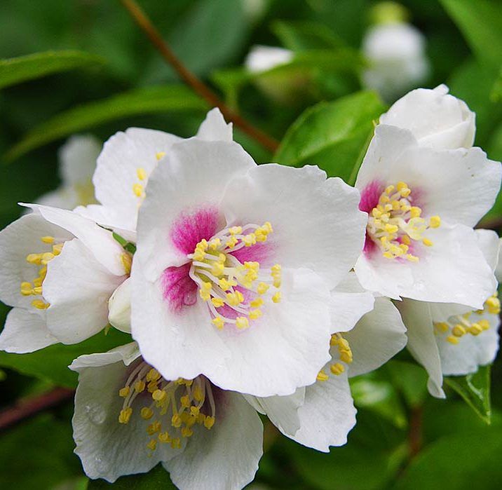 Чубушник венечный Бель Этуаль v5 Lav 