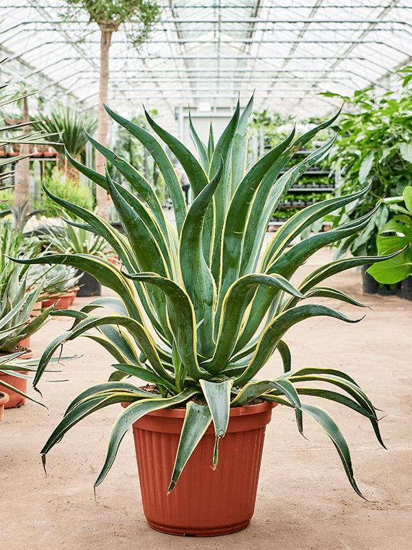 Агава Десметтиана Вариегата d26 h65 