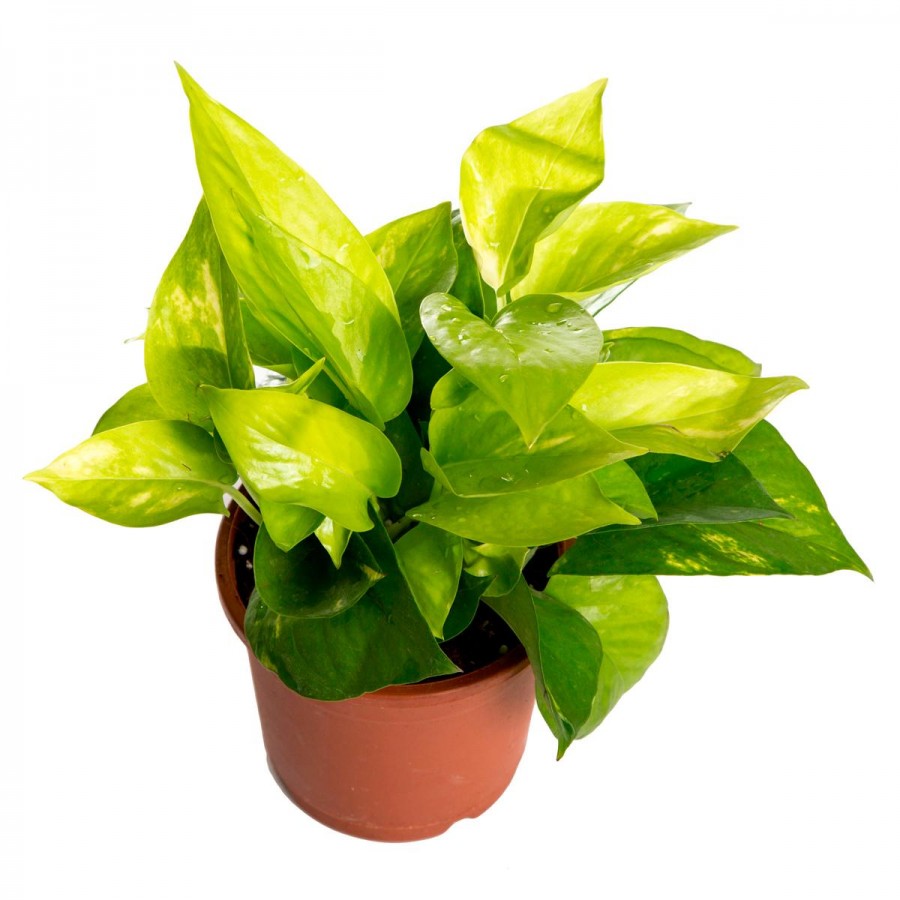 Сциндапсус d12 ХР 