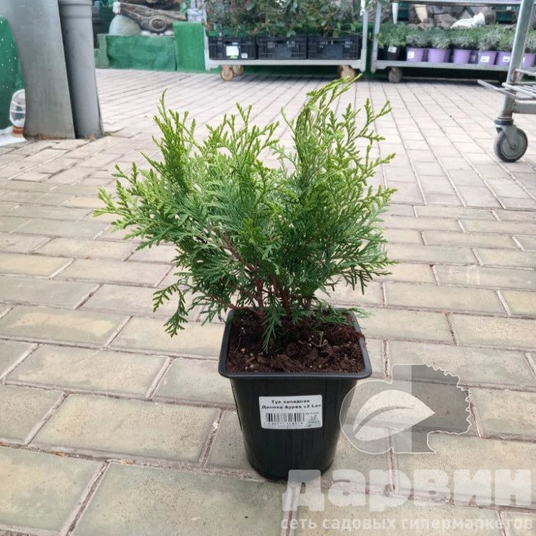 Туя западная Даника Ауреа v2 Lav 