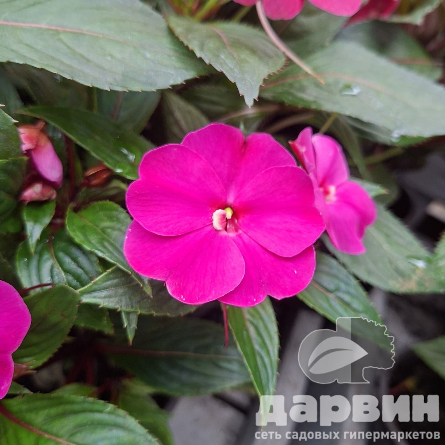 Бальзамин d12 Tim 