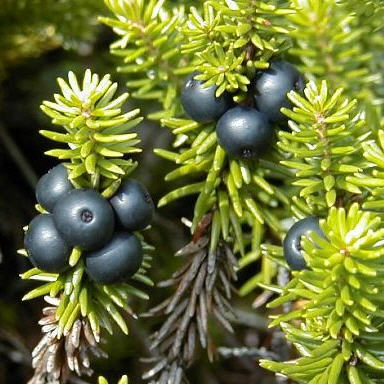 Водяника черная "Bernstein" 10-15см Р11 