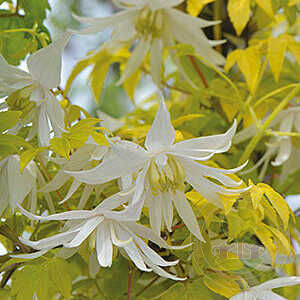 Клематис Люминос Сноу Р9 CL 