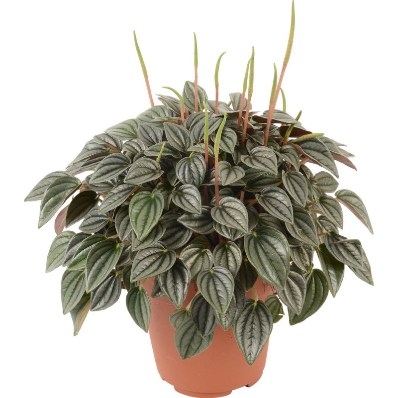 Пеперомия Peperomia griseoargentea