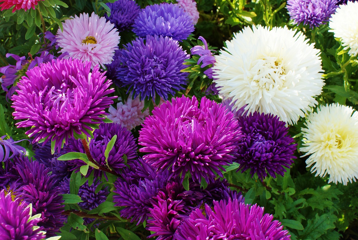 Астра Syringa Orange