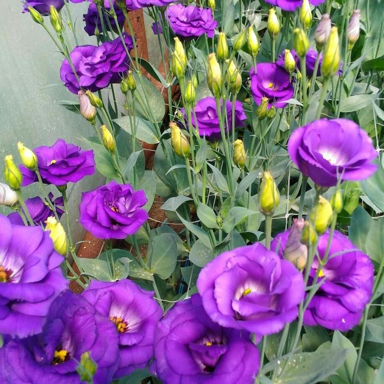 Лизиантус D12 Ег 