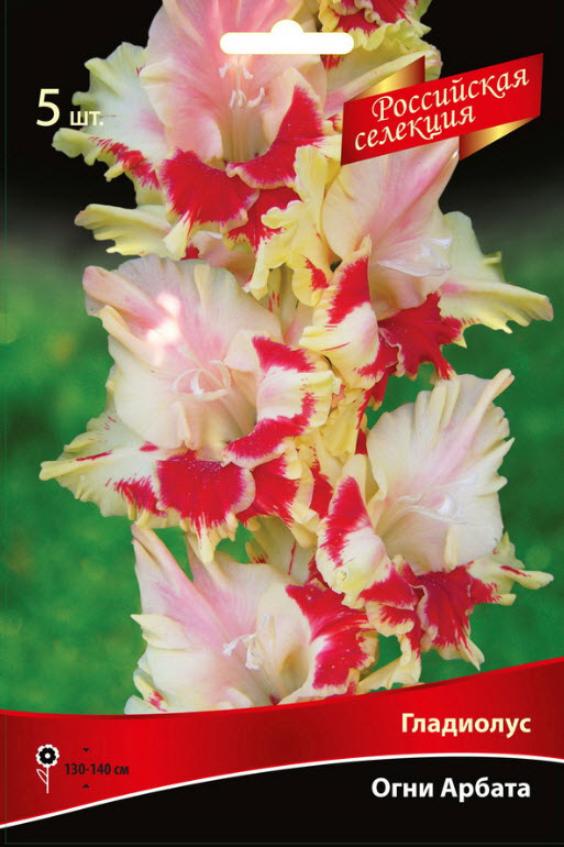 Луковица Гладиолус крупноцветковой Огни Арбата 10/12 5шт. Поиск 
