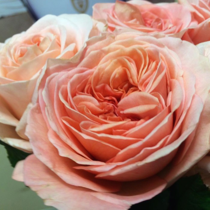 Роза чайно-гибридная Лондон Ай v5 Lav 