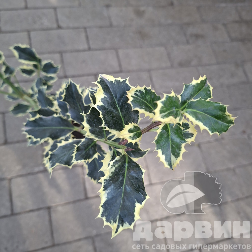 Падуб остролистный Сильвер Квин в2 лав (2) ватермарка