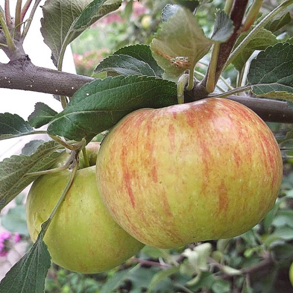 Яблоня Балтика v7/10 120-140 Tim 