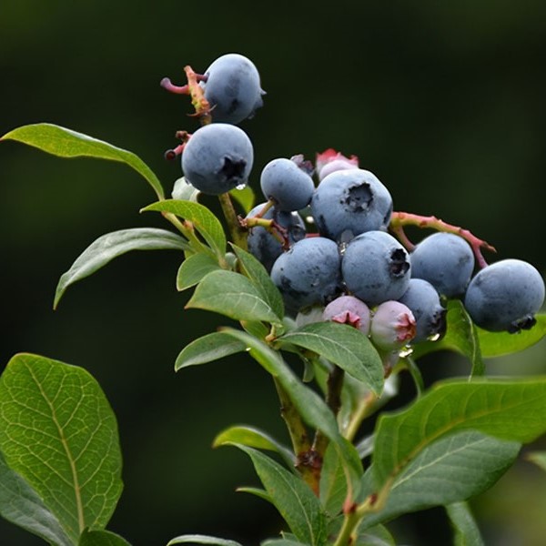 Голубика высокорослая Нортланд v2 ЦО 