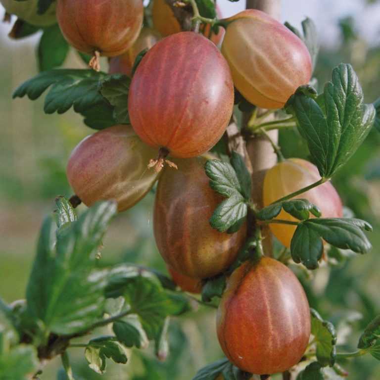 Крыжовник Ксения красн v2 Lav 