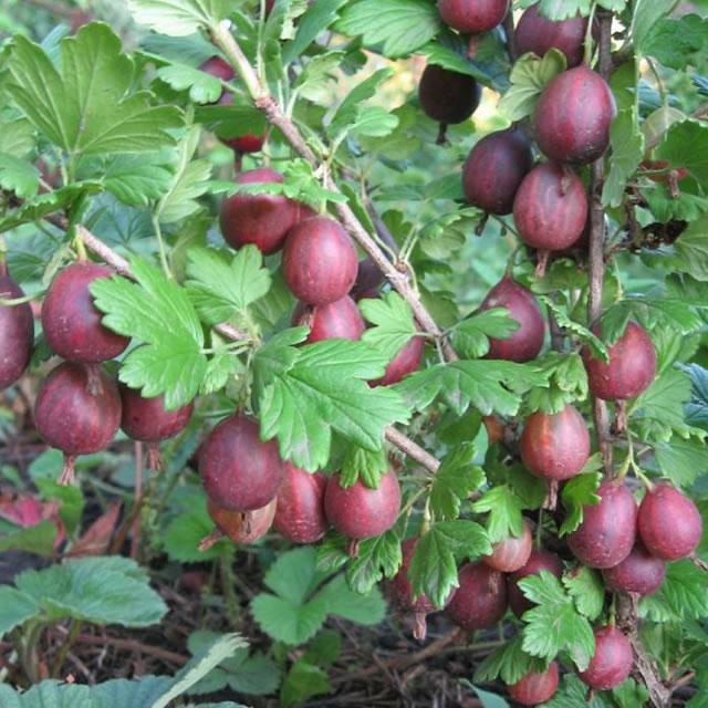 Крыжовник Кооператор красн v5 Tim 