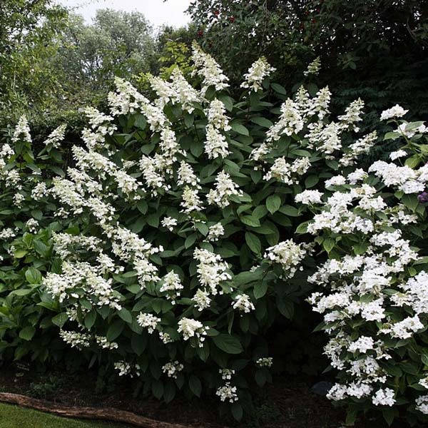 Гортензия метельчатая Папильон с2/40-60 UL 