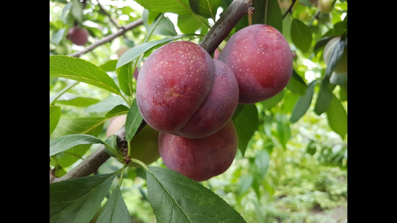 Алыча Десертная средн v7 100-140 Tim 