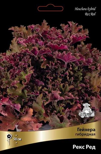 Корневище Гейхера гибридная Ред Рекс   1 шт Поиск 
