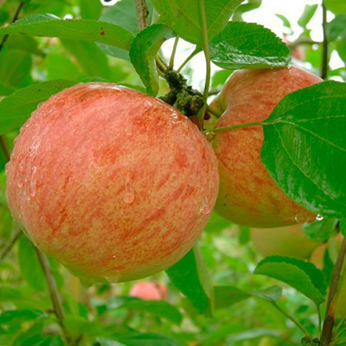 Яблоня Штрефлинг 4-х летка 