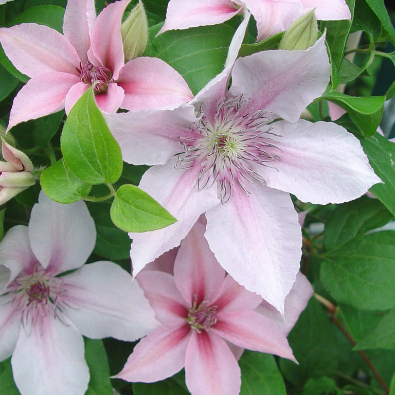 Клематис Иоанн Павел 2 р9 