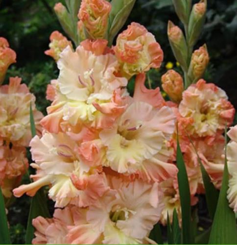 Луковица НВМ Гладиолус Rumba Frizzle  10/12 5 шт 