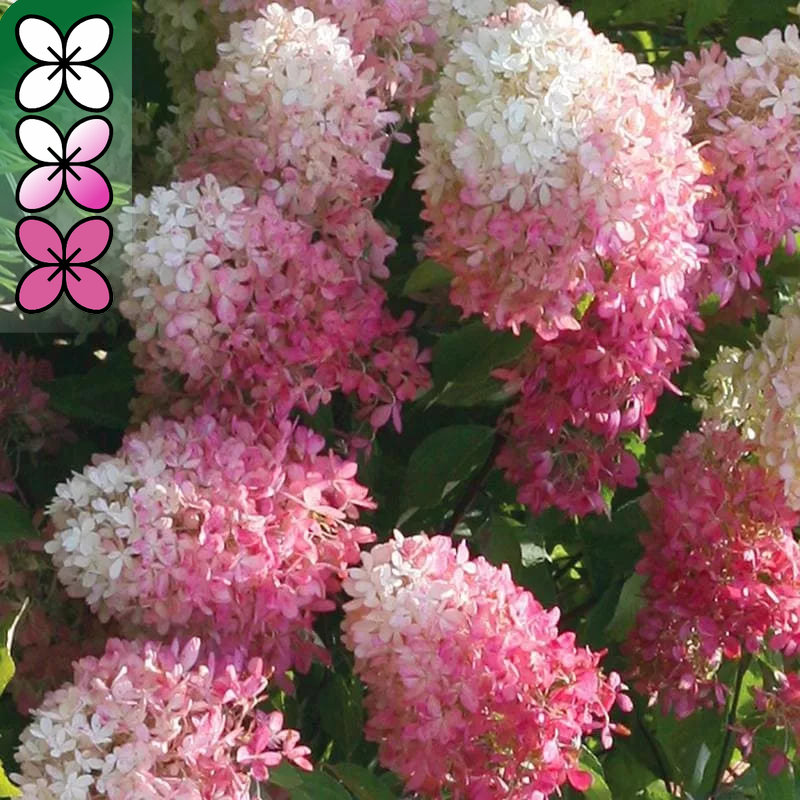 Гортензия метельчатая Тач оф Пинк v3 Tim 