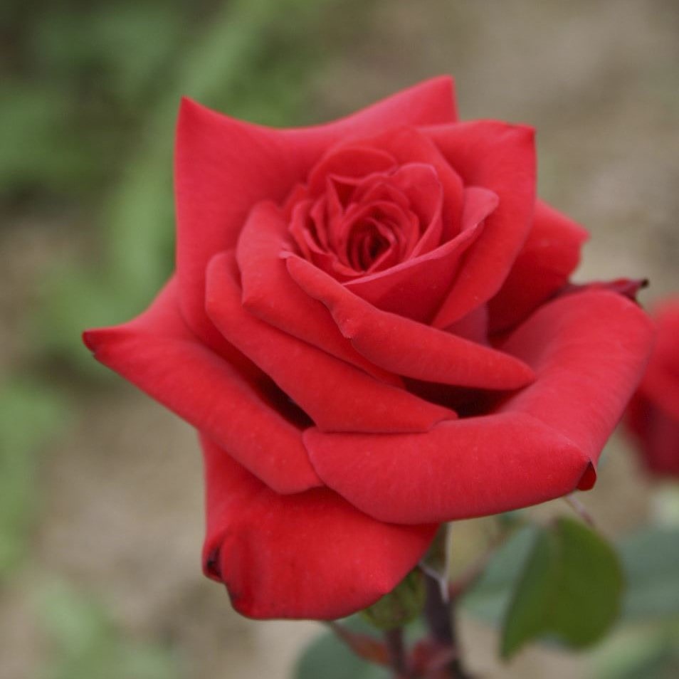 Роза чайно-гибридная Ред Берлин v5 Lav 