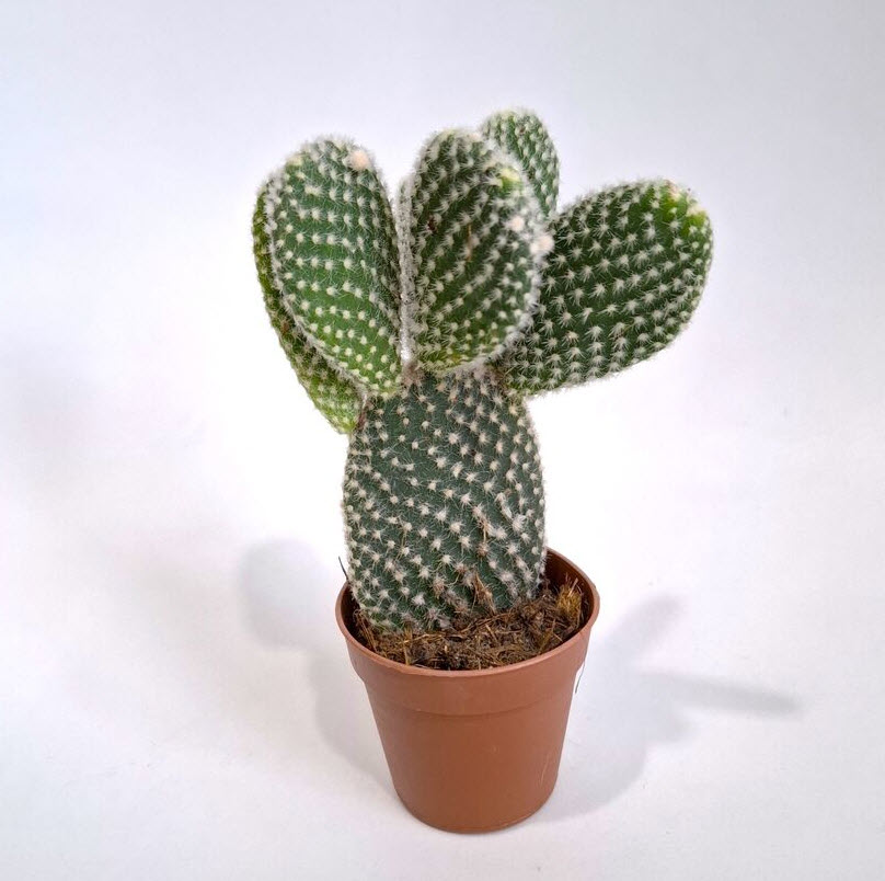 Опунция микродасус d6 h10 