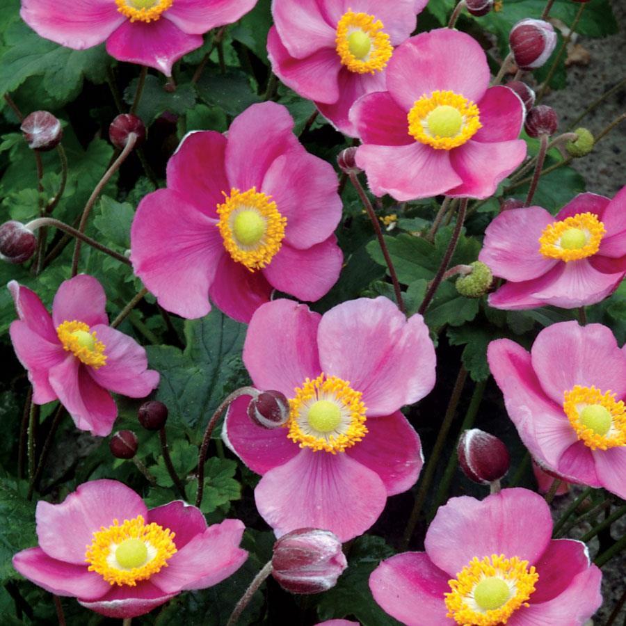 Анемона гибридная Литл Саммер Бриз v2 Tim 