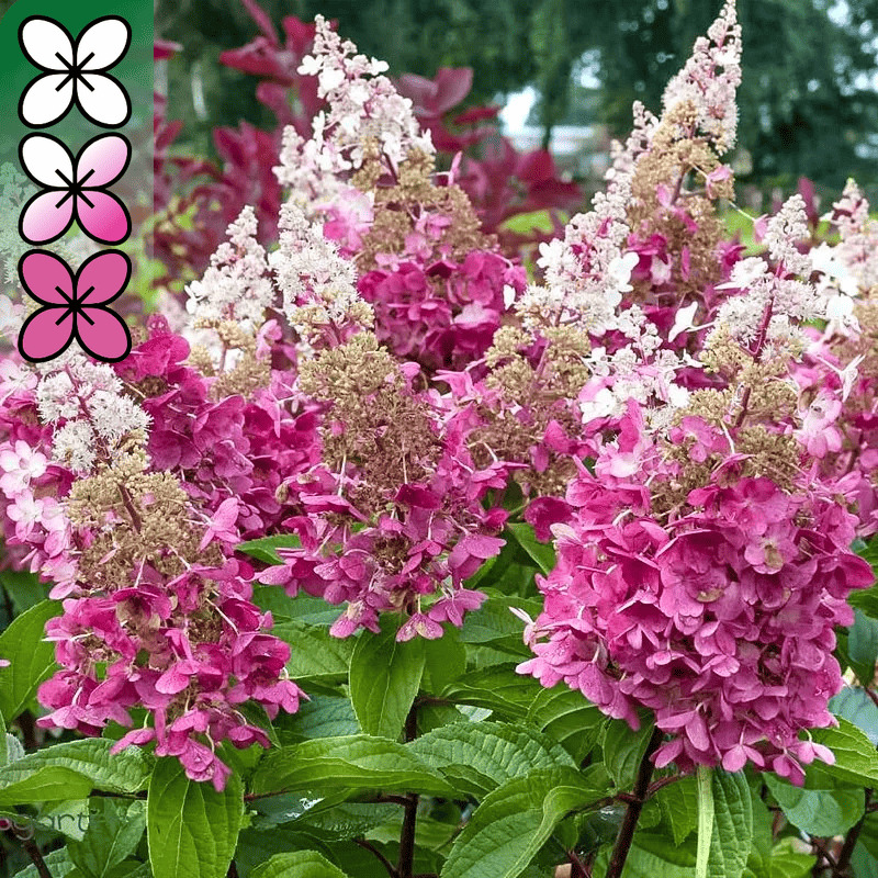 Гортензия метельчатая Конфетти v3 Lav 