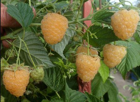 Я_Малина Зюгана золотая v2-3 Tim 