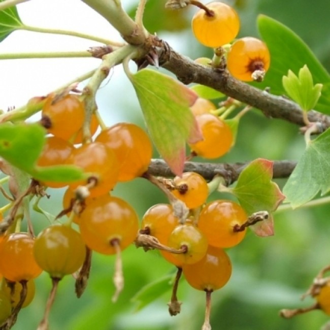 Смородина Сибирское Солнышко золотистая v2 ЦО 