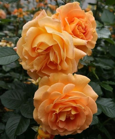 Роза флорибунда Филджри в коробке AV 