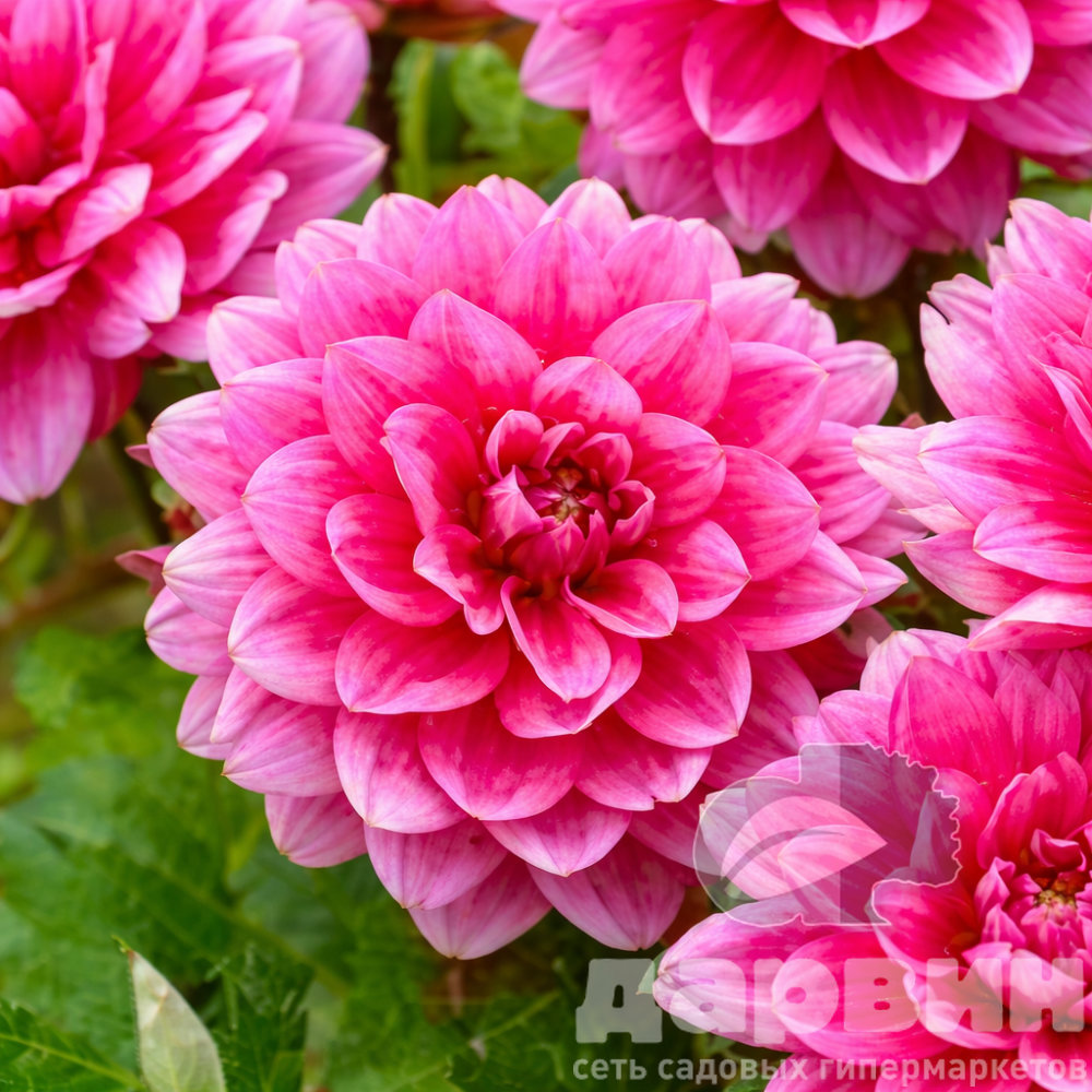 Клубень Георгина бордюрного Блюсетт I 1шт 