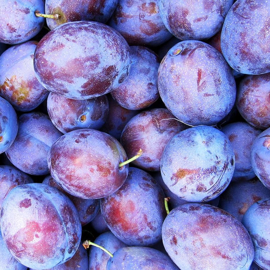 Слива Президент 3-х летка Tim 