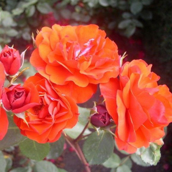 Роза флорибунда Алотрия в коробке ZP 