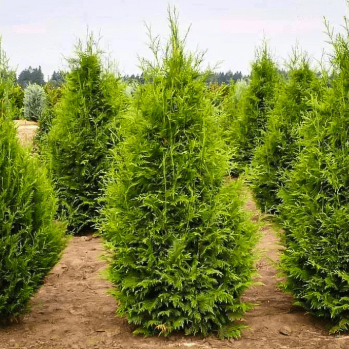 Туя складчатая Эксельса v2 Lav 