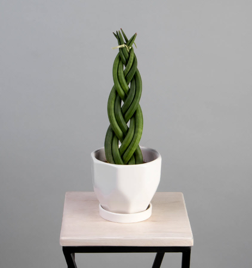 Сансеверия цилиндрика переплетенная d10 h30 