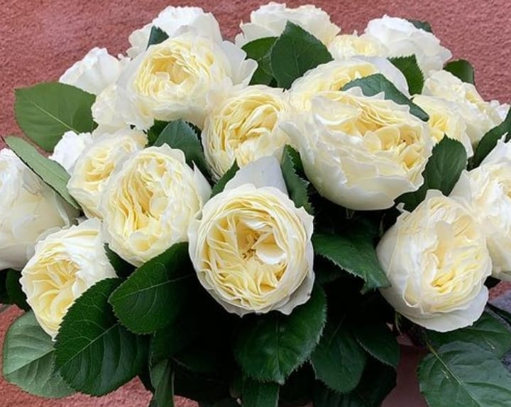 Роза чайно-гибридная Вайт Вувузелла v5 Lav 