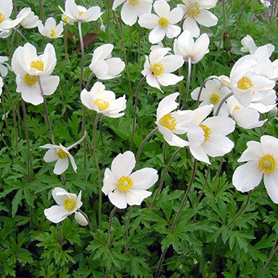 Анемона  лесная I 1шт Поиск 