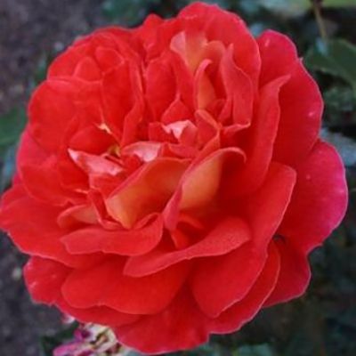 Роза флорибунда Гербрюдер Гримм с5, Tim 