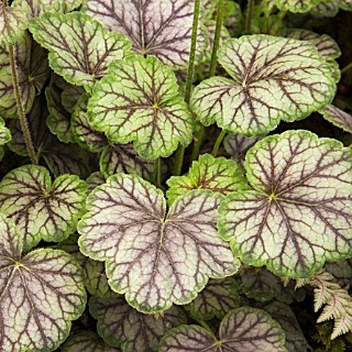 Гейхера гибридная v2 