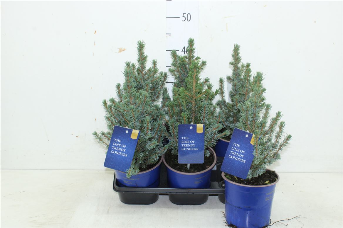 Ель канадская Сандерс Блю d15 h38 