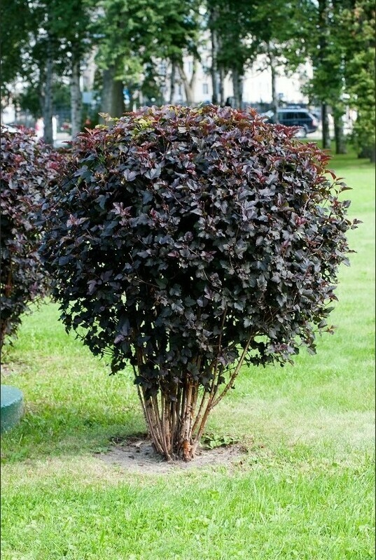 Пузыреплодник калинолистный Пантера C7.5, 30-50см YP 