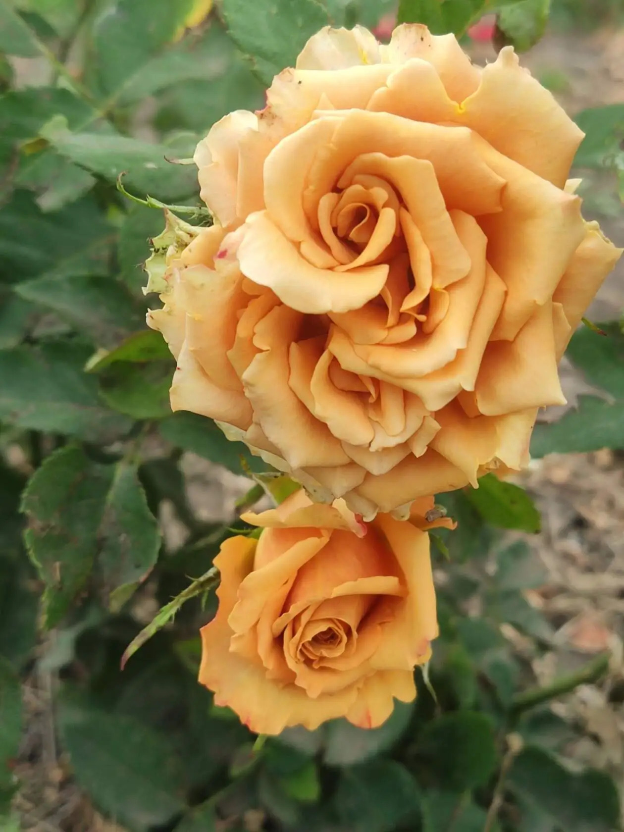 Роза чайно гибридная Тоффи в коробке Биосфера 